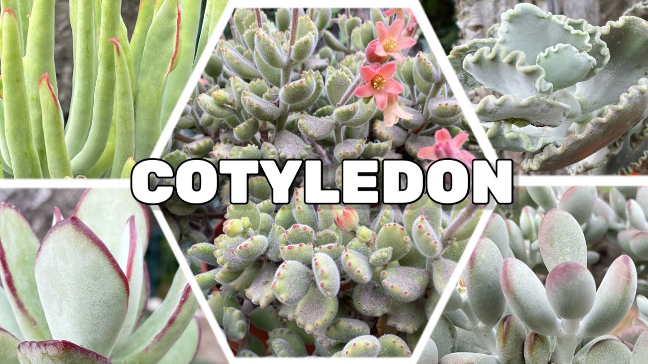 5 Suculentas fascinantes del género Cotyledon