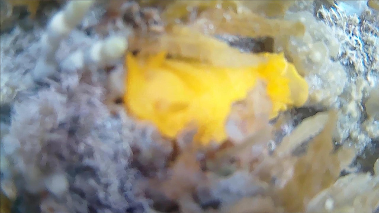 Snorkel: Exercise, sea lemon and kina.