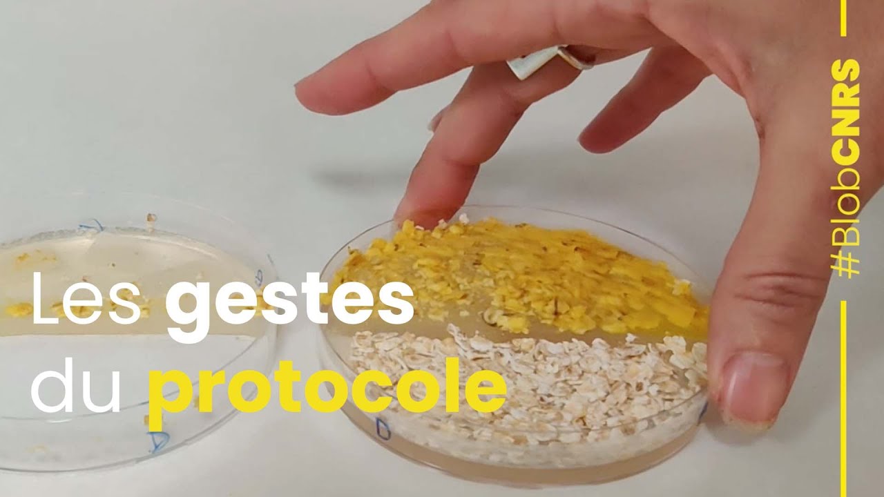 Les gestes du protocole | Derrière le blob, la recherche