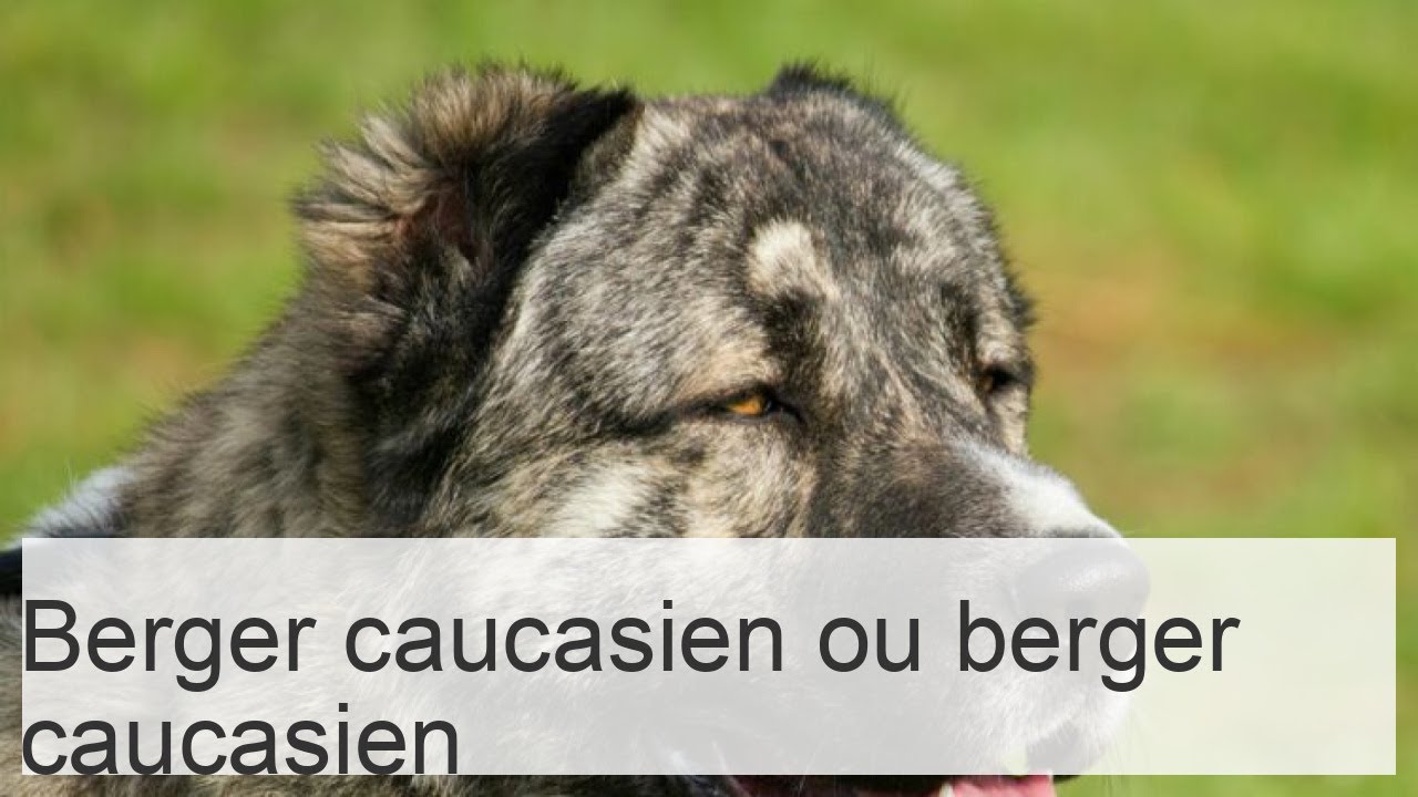 Berger caucasien - Caractéristiques, photos et soins