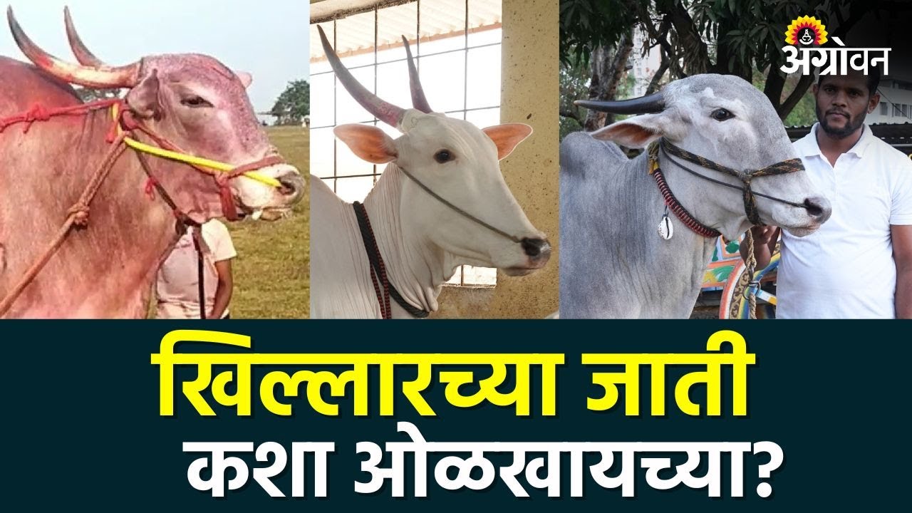 हरण्या खिल्लार, कोसा खिलार, काजळी खिल्लार : अस्सल खिल्लारच्या जाती कशा ओळखायच्या ? Khillar Breed