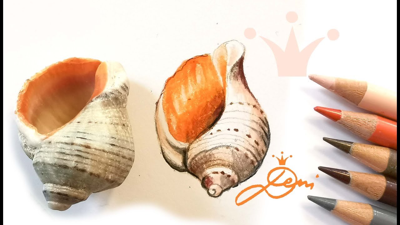 Muschel ganz schnell realistisch zeichnen lernen in echt💕How to draw a shell💕Deni zeichnet Schnecke