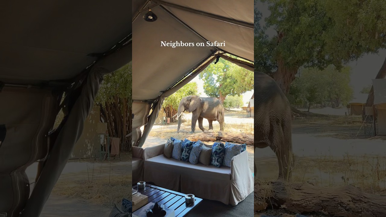 In Zimbabwe, elephants are your friendly neighbors who often wander through camp! #safari #africa