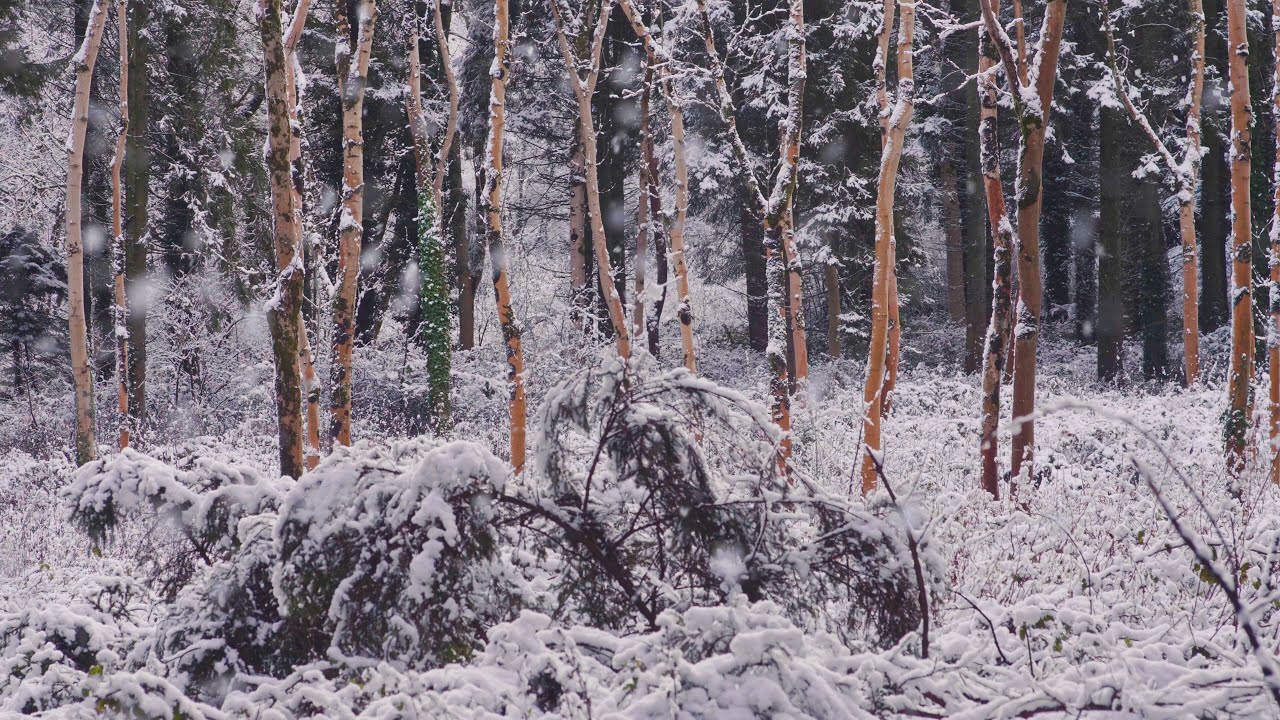 Snowy Trees Background (No Sound) &mdash; 4K UHD Relaxing, Gentle, Calming Snowy Winter Forest