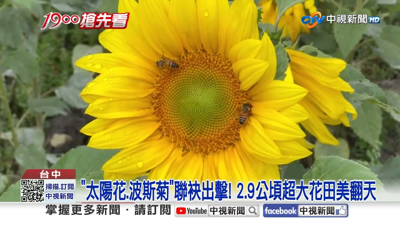 武陵粉嫩