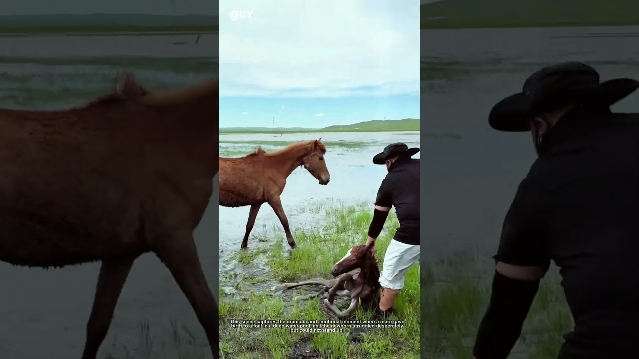 The Most Viral Baby Animal Rescue Video Ever 🐴&darr;