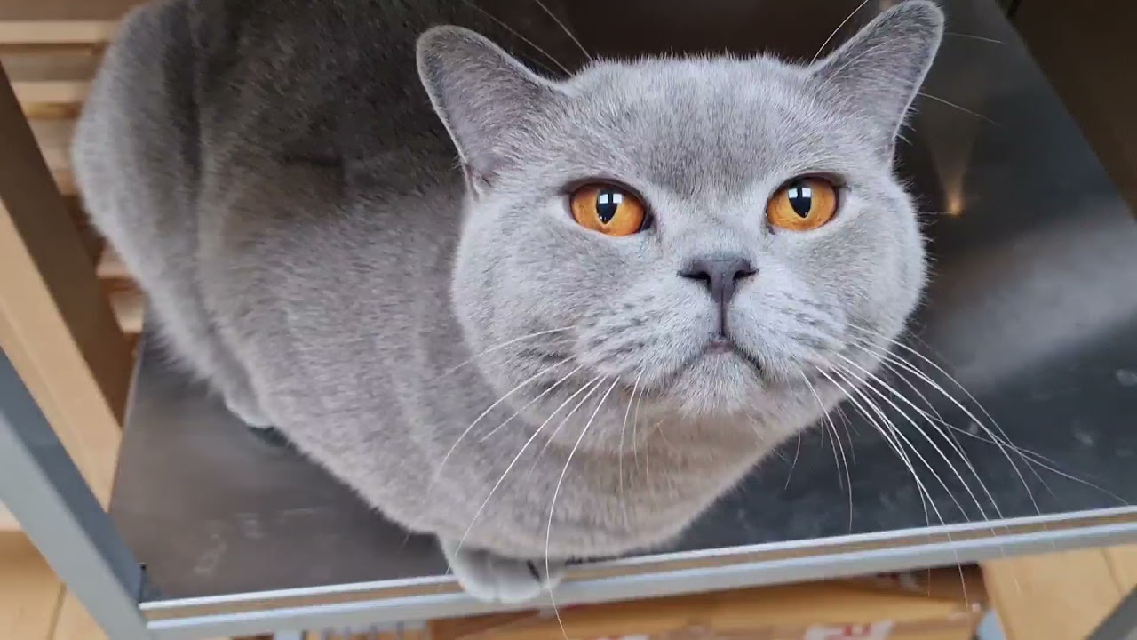 Cat Videos / A Day In The Life Of Fluffy The Blue British shorthair Cat 💙