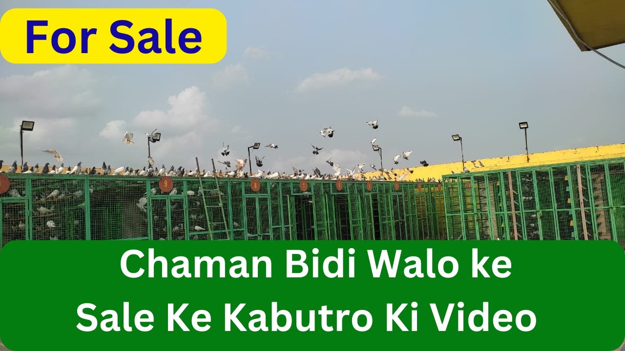 Chaman Bidi Walo ke Sale Wale Kabutro Ke Video