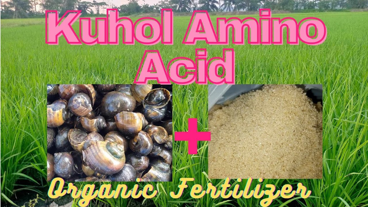 Diskarte: PAANO GUMAWA NG ORGANIC FERTILIZER | @agrisikap