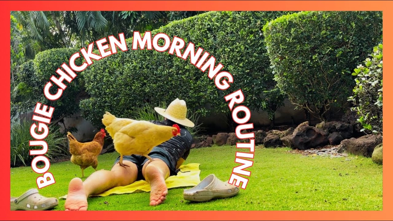 Curious about bougie Hawaiian chickens' morning routine?