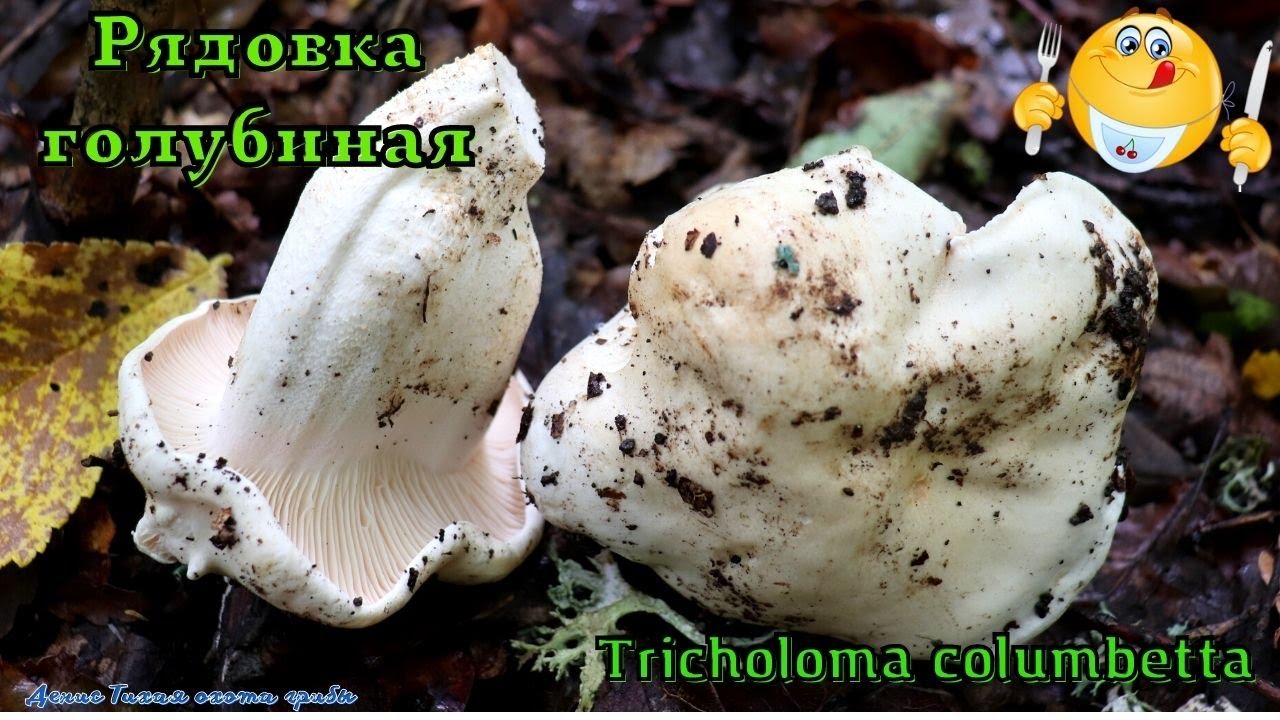 Рядовка голубиная - съедобный редкий гриб | Tricholoma columbetta