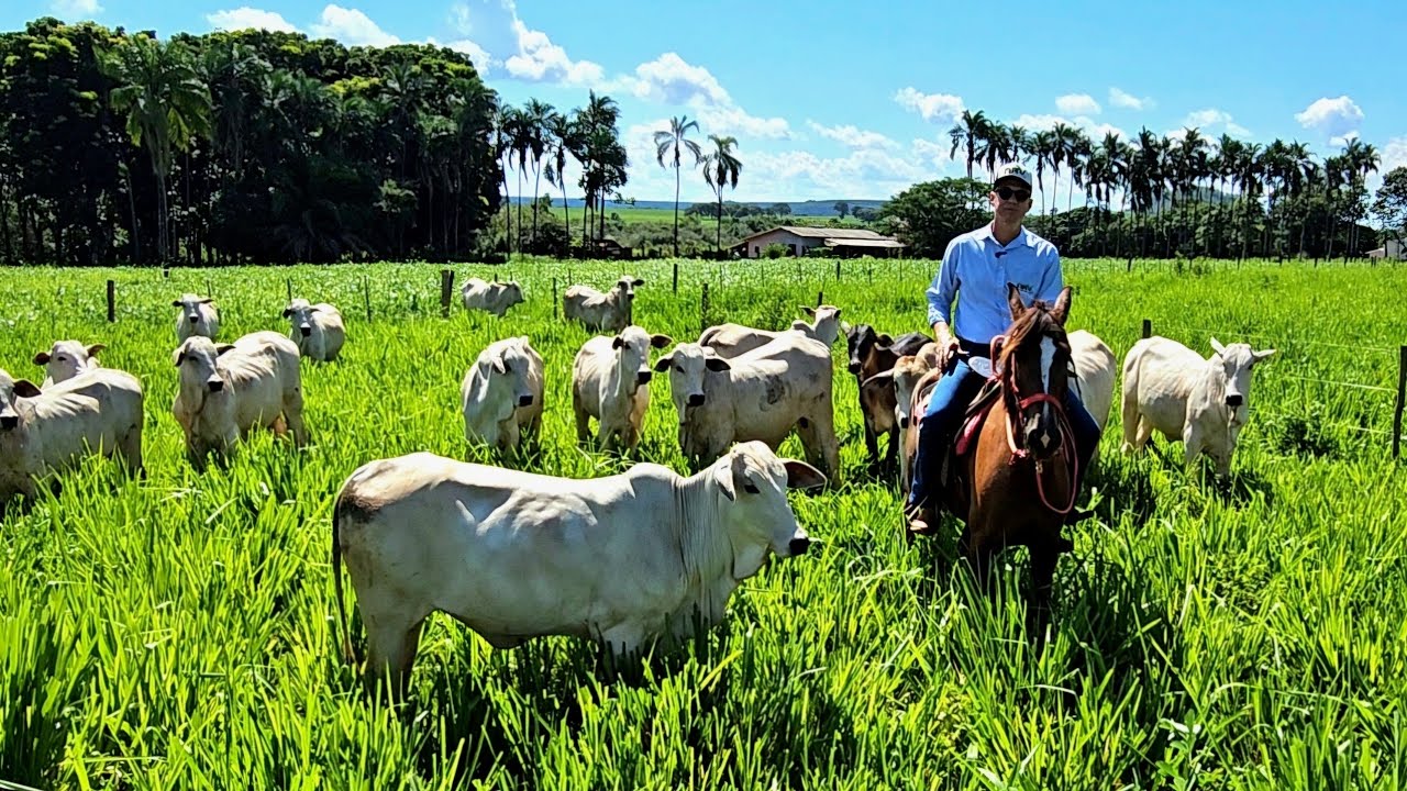 ELE MOSTROU COMO FAZ PARA MANTER A FAZENDA DANDO LUCRO