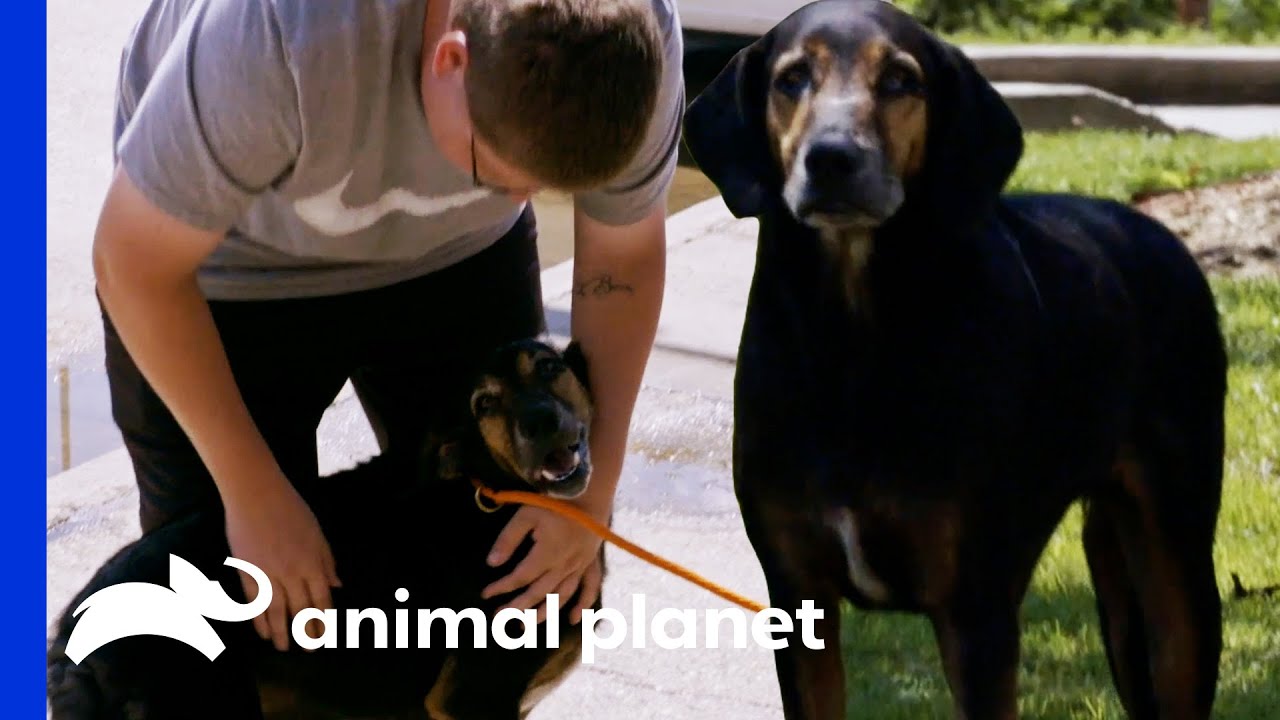 Adorable Hound Reunites With His Owner | Pit Bulls & Parolees