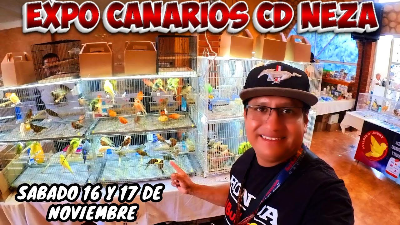 🔥EXPO de increíbles Canarios Muchas Razas en cd Nezahualcóyotl variedad y precio 💲!!!