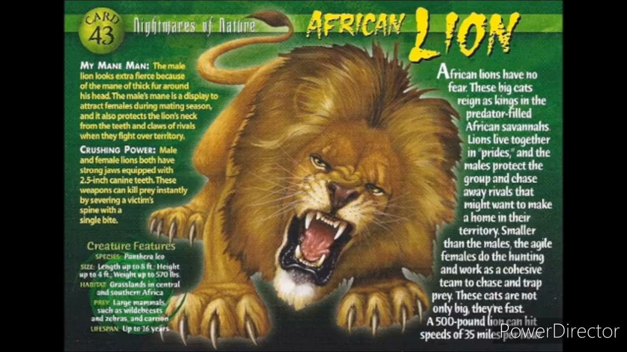 African lion sounds effects