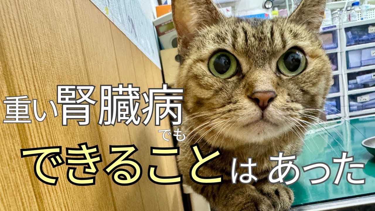 腎臓病と診断された時　飼い主が実際にやったこと6選