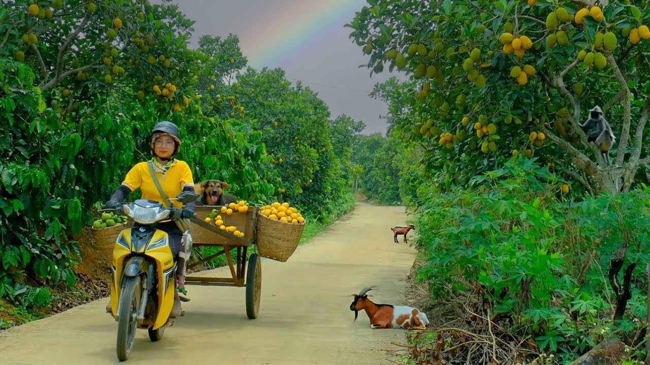 Harvest A Truckload Of Chay Fruit Go To The Market To Sell – Cook Braised Pork With Chay Fruit