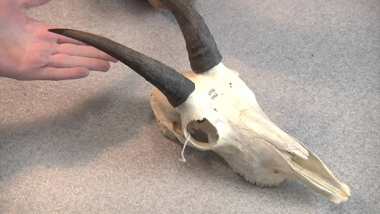 Horns vs. Antlers