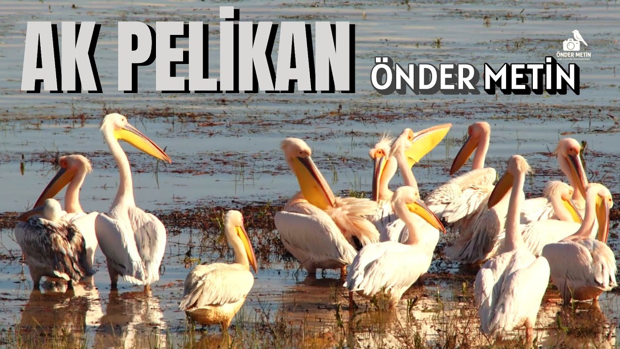 AK PELİKAN - ÖNDER METİN - ILGIN ÇAVUŞCU GÖLÜ