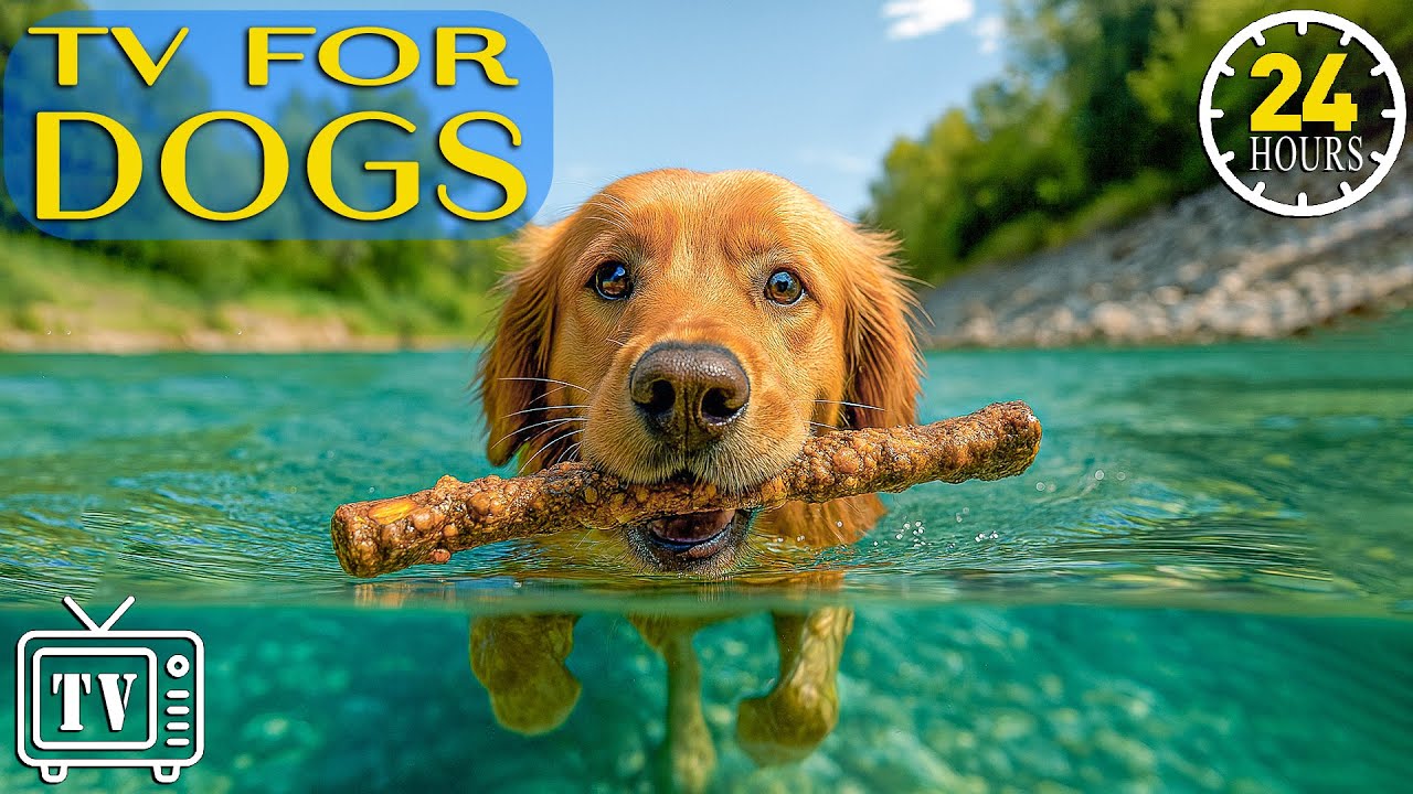 24 Hours of Dog TV: Calming Music for Dogs & Soothing Videos for Dogs with Anxiety When Left Alone