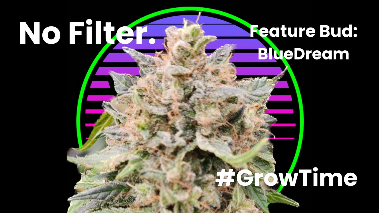 No Filter! Feature Bud: Blue Dream I Grow Time I Short Clip I F1