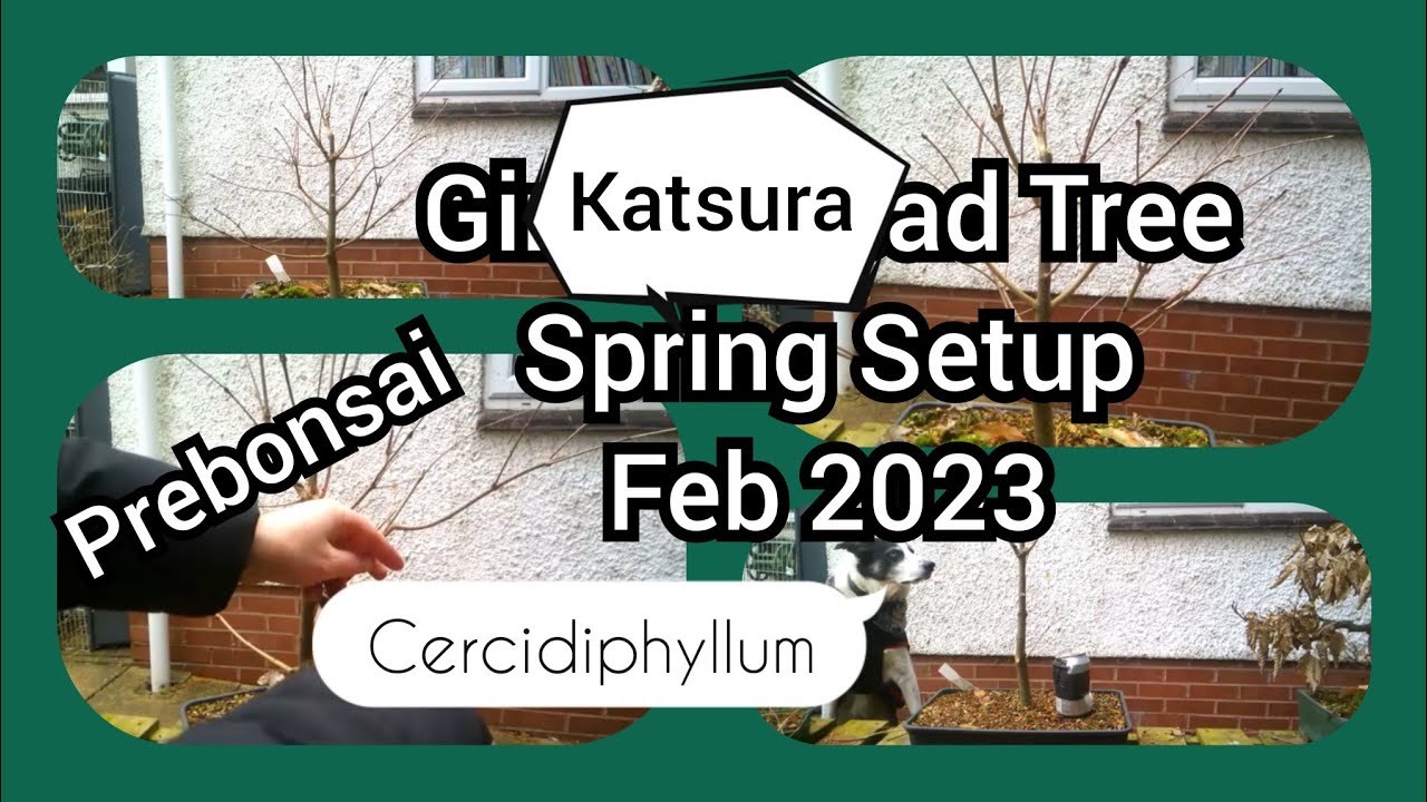 Katsura Tree Pre Bonsai Spring Setup Feb 2023