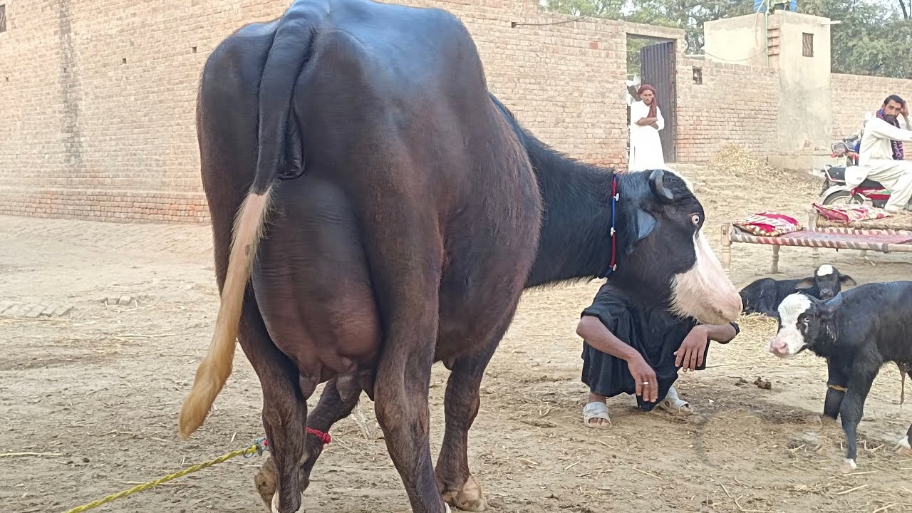 Pure Nili Ravi Buffalo's for sale in punjab Pakistan in youtube 21 November 2025