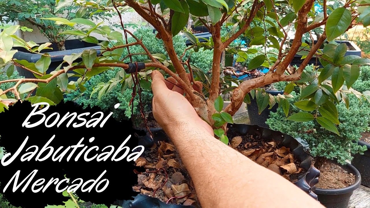 Bonsai de  Mercado Jabuticaba
