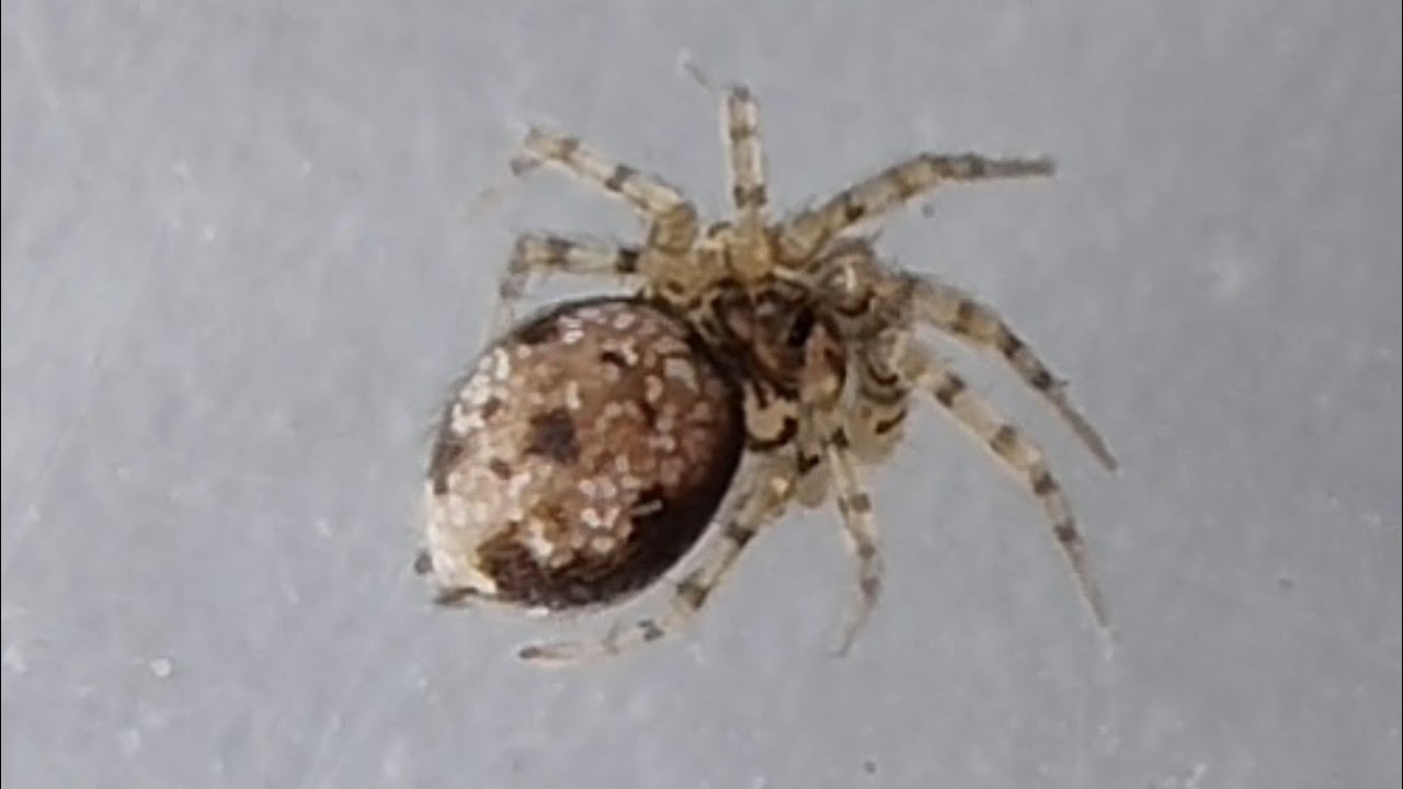 A Face Mark on a Tiny Wall Spider 