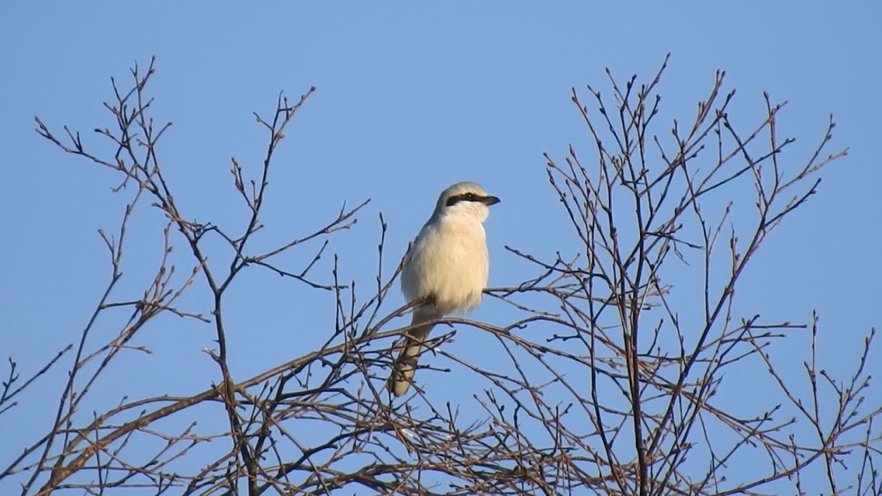 Great grey shrike Song, Raubw&uuml;rger Gesang, Varsler sang, Varf&aring;gel s&aring;ng