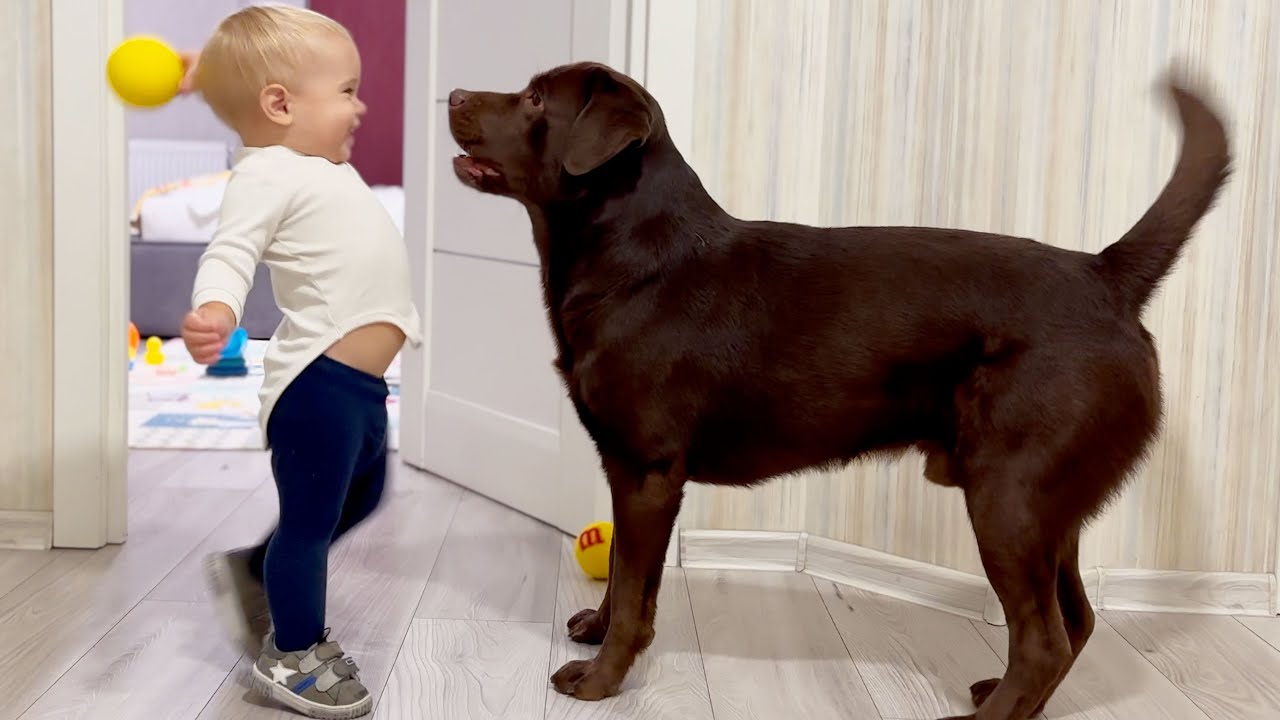 Adorable Boy Can't Stop Laughing While Playing with Dog