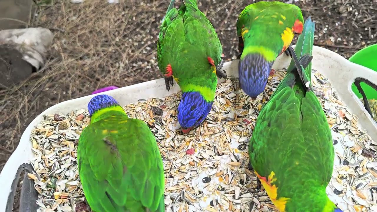 Angry lorikeets fight the cockatoos in a feed tray takeover!