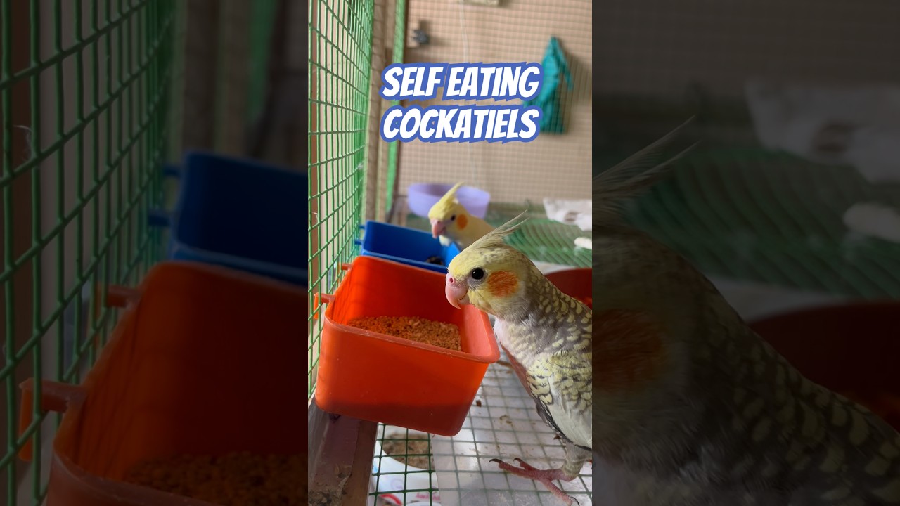 Cockatiels self eating🥣 #birds #birdwatching #birdplaying #cockatiel #feeding