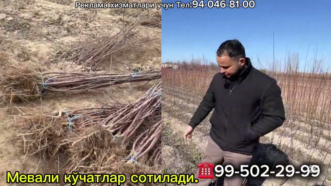 Мевали кўчатларнинг арзон жойини топдим