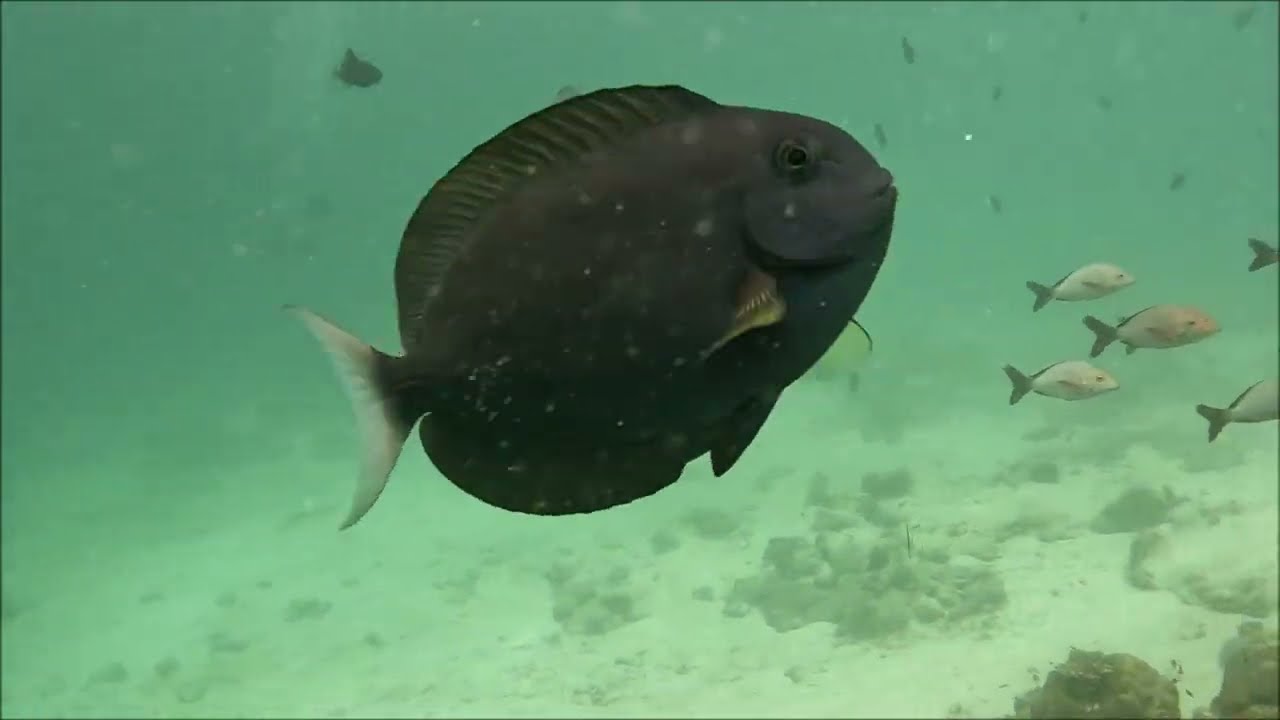 Maldives Kuredu House reef diving 2022