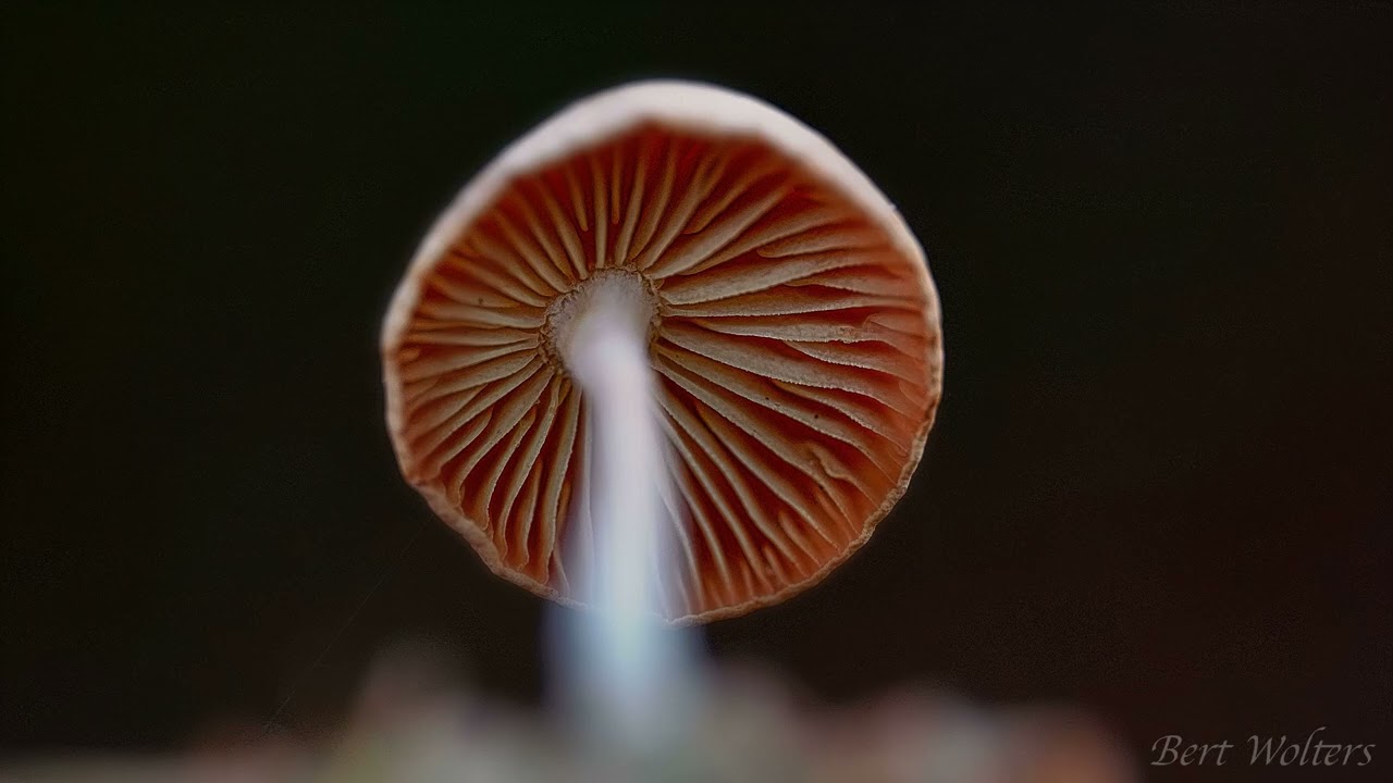 Paddestoelen Robbenoordbos