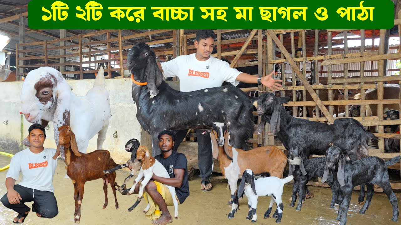 ১টি ২টি করে বাচ্চা সহ মা ছাগল ও ক্রস বড় ছাগল কম দামের মধ্যে। বিভিন্ন জাতের পাঠার দাম জানুন