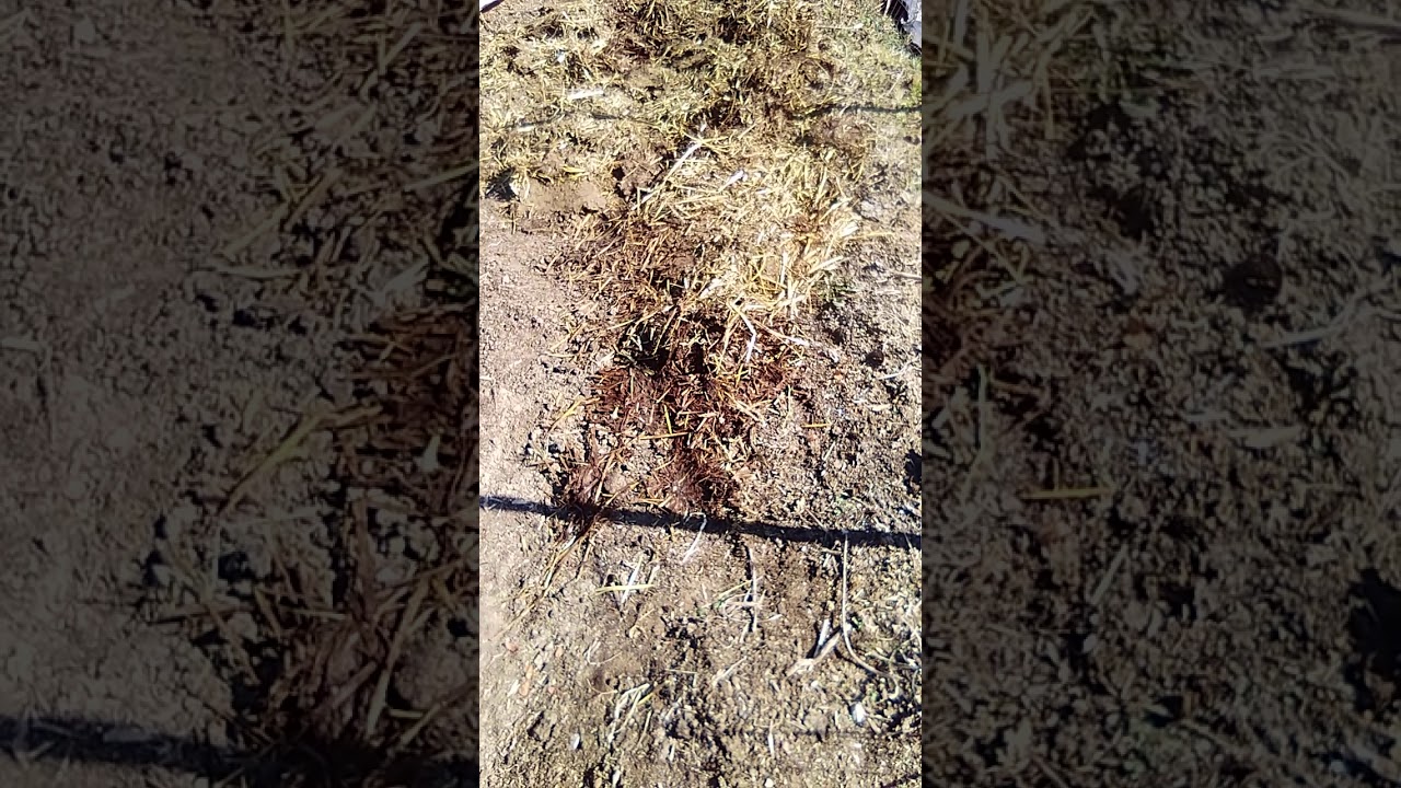Fall Composting: An Easy Shortcut #Shorts