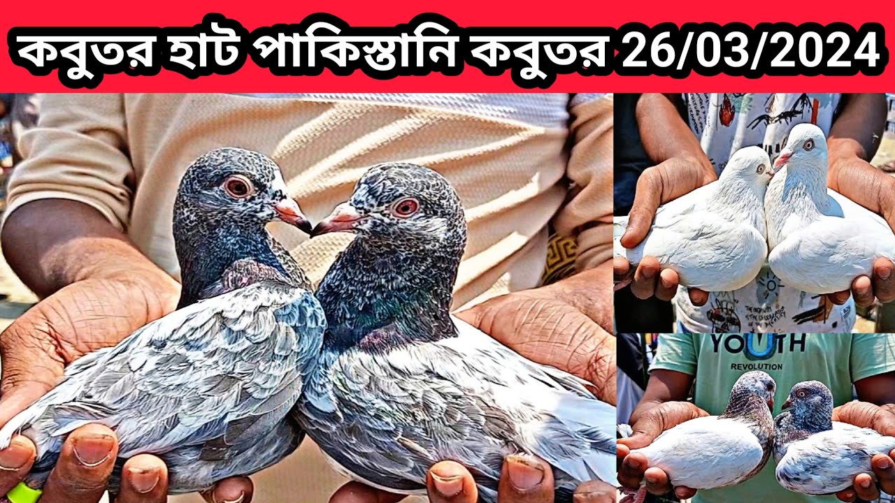 26/03/2024 কবুতর হাট পাকিস্তানি কবুতর। ফতুল্লা কবুতর হাট। কমদামে কবুতর কিনুন। কবুতরের বাচ্চা।pigeons