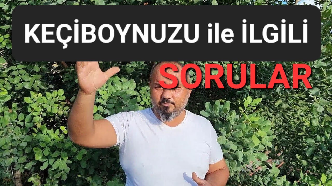 keçiboynuzu kaç yaşında meyve verir. #tropikaltopraktv #keçiboynuzu