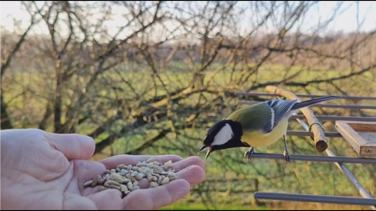 Kohlmeise knabbert misstrauisch an meinen Fingern und genüsslich am Futter