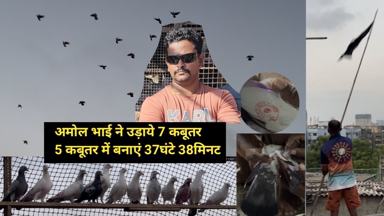 Amol Bhai Ne Udaye 7 Kabootar🤩5 Kabootar Me Bane 37hrs.38minits.🤩 Baba Bhai, Umesh Bhai. Mumbai.