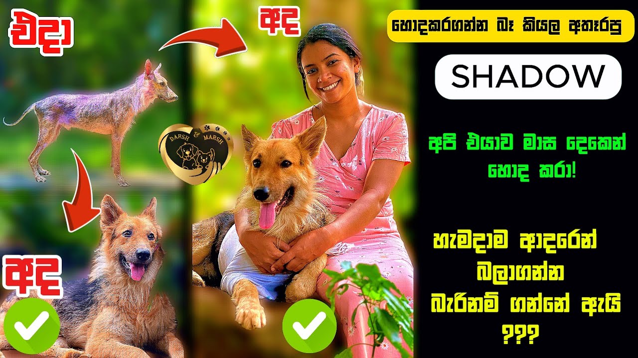ජර්මන් ෂෙපර්ඩ්ලගේ ලෙඩ හොද කරන්න අමාරුද?🤗😍|Abandoned German Shepard #dog #rescuedog #germanshepherd