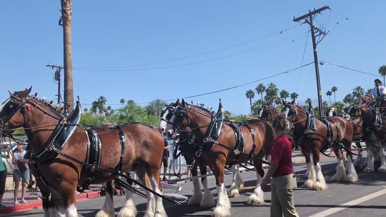 Budweiser Clydesdales Visit Palm Desert CA