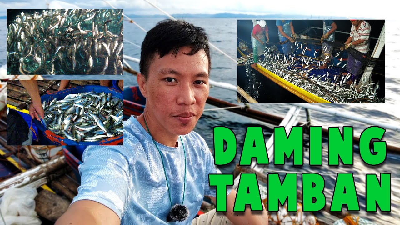 Daming tamban May Dolphin pa