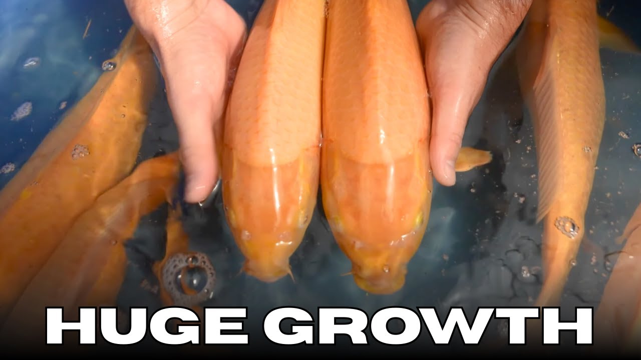 The Simple Koi System That Delivers Big Results | Marudo Karashigoi Grow Out Part 3