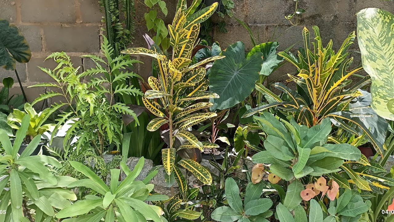 Mostrando todas as plantas 🪴🌵🥀🌿🌲🌳