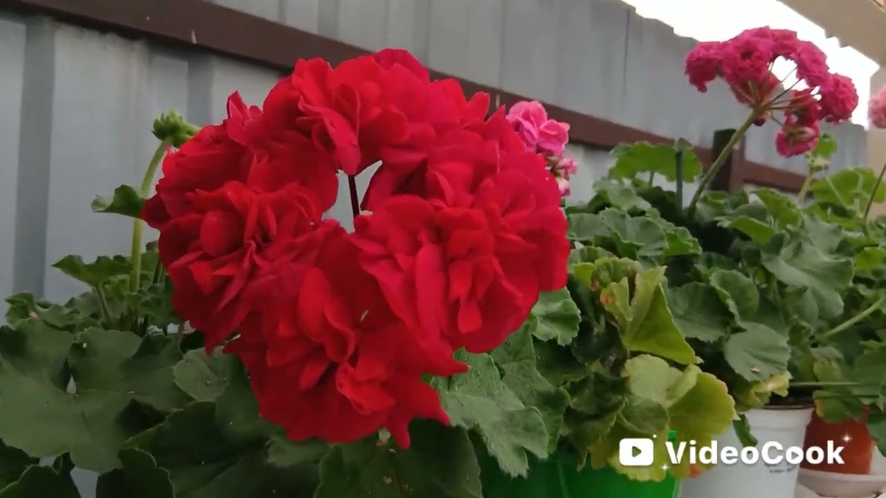 Мой любимый способ черенкования пеларгонии/ 5 важных факторов успешного черенования 🌺🌺🌺