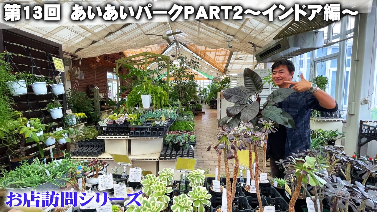 【お店訪問】第13回 PART2 兵庫県宝塚市『あいあいパーク』の室内売り場で珍しい観葉植物や洋ラン、多肉サボテンに興奮する【あいあいパーク】