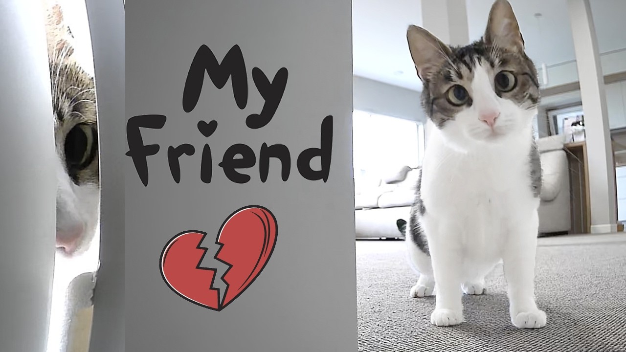 She Saw a New Friend For The First Time